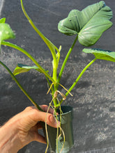 Load image into Gallery viewer, Philodendron bipennifolium A
