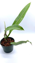 Load image into Gallery viewer, Philodendron Crassula 4”
