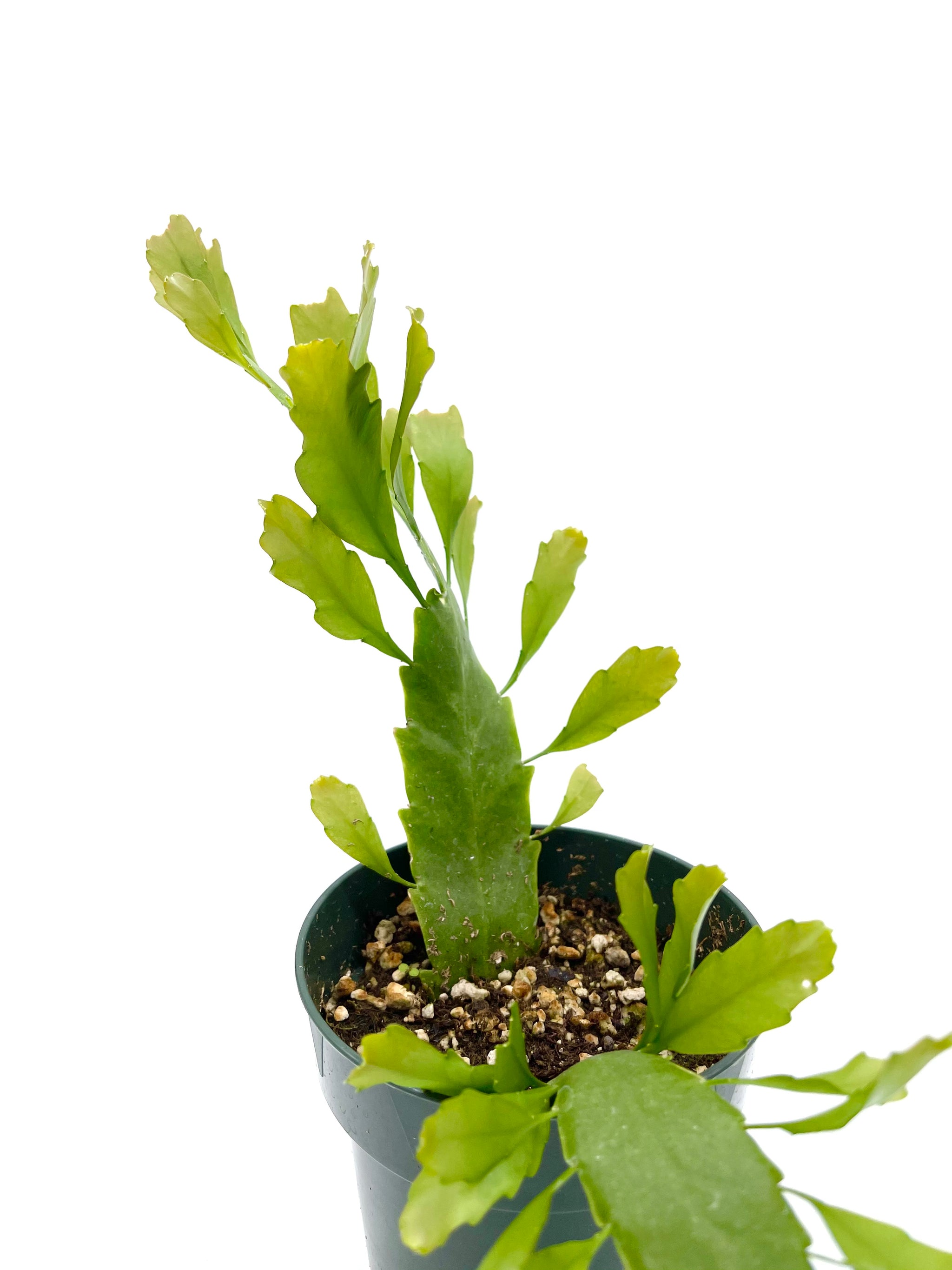 zimmerpflanzen elefantenfuß Elefantenfuß (Beaucarnea recurvata) kaufen