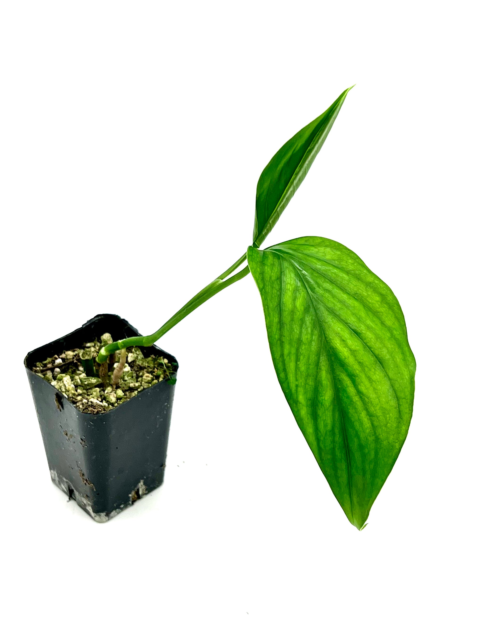 Monstera acacoyaguensis – PottedElephant