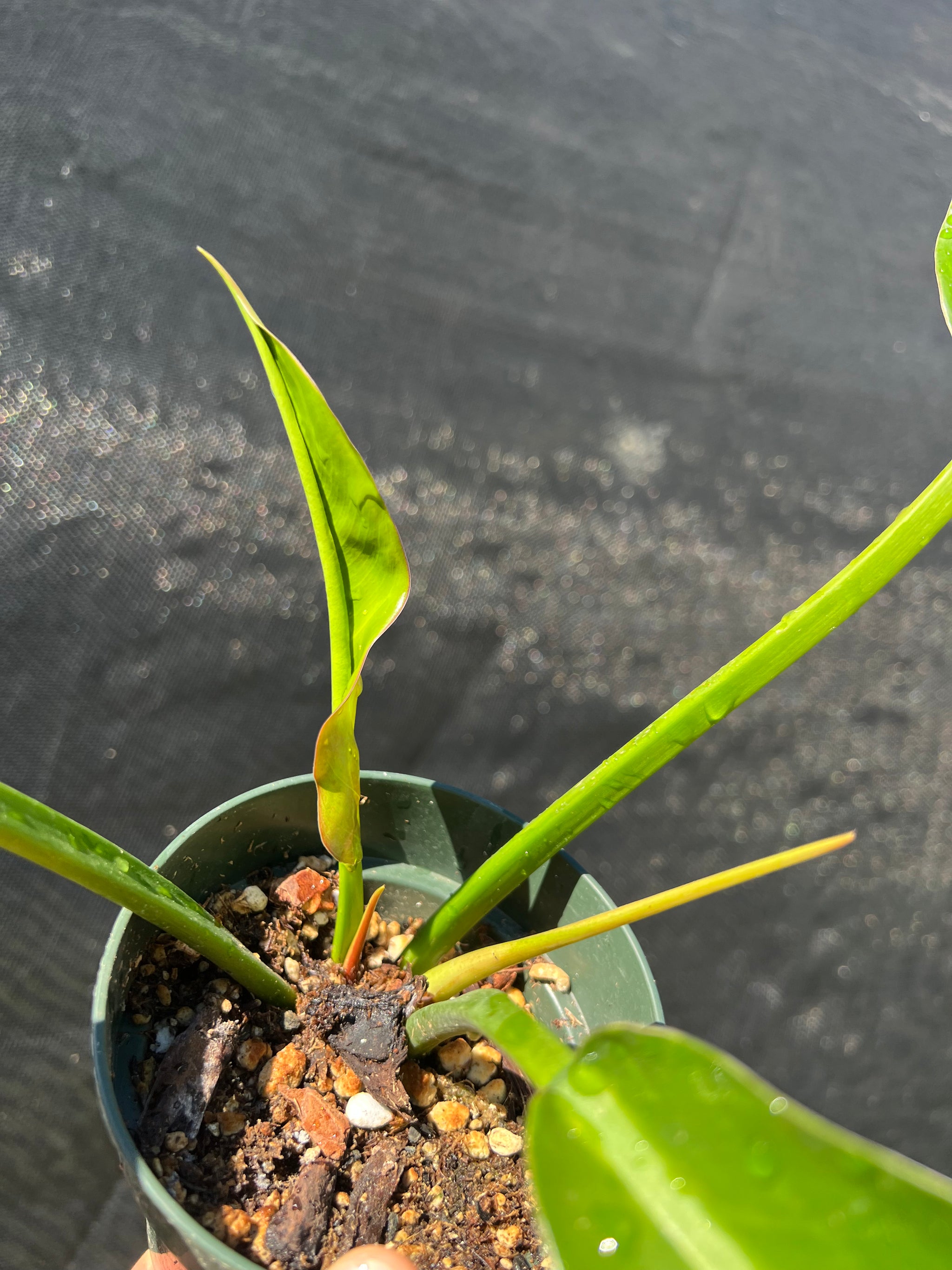 Philodendron wend imbe – PottedElephant