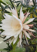 Load image into Gallery viewer, Epiphyllum oxypetalum AKA Queen of the Night - 4inch pot
