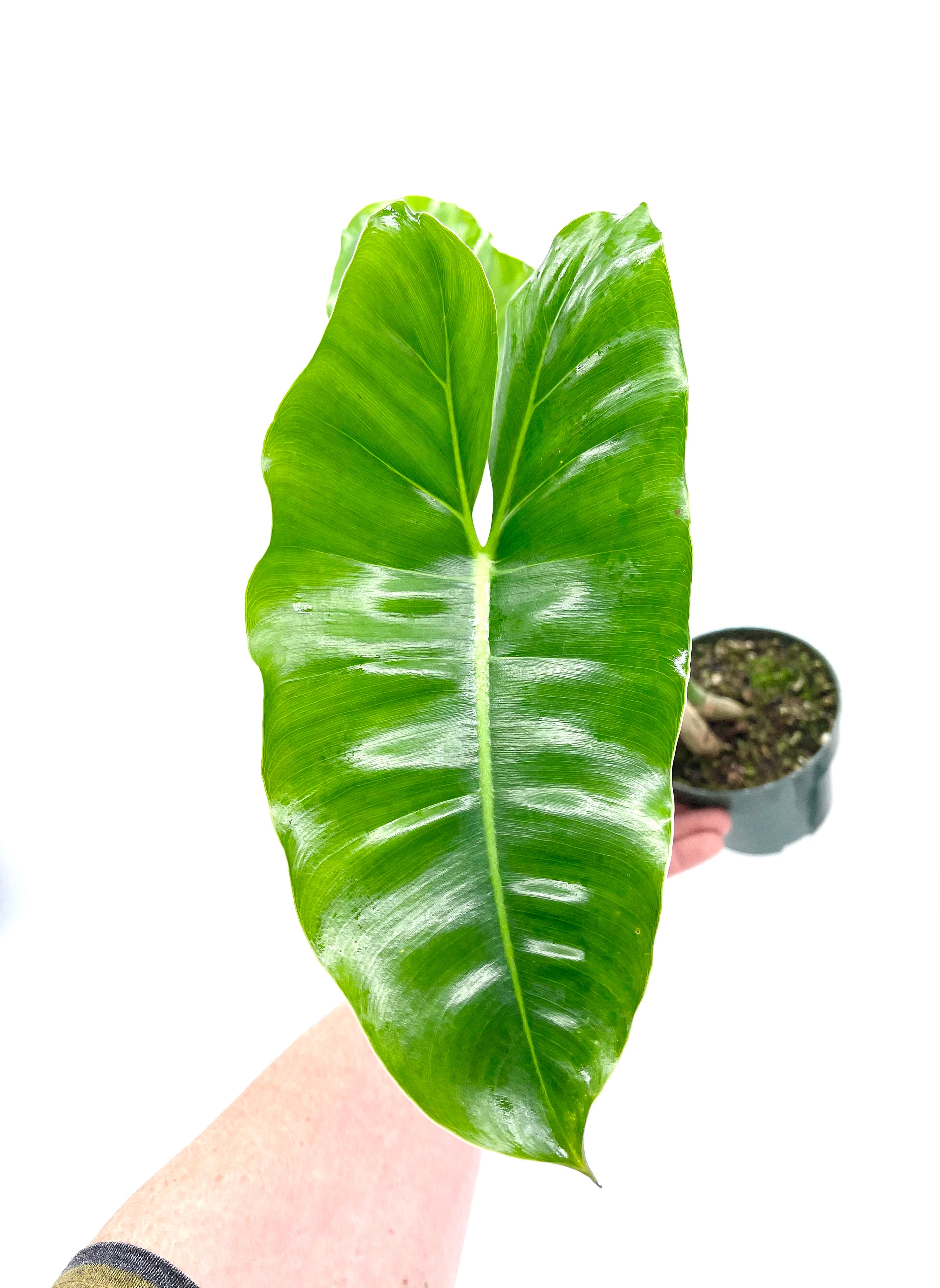 Philodendron 'Burle Marx'  PottedElephant