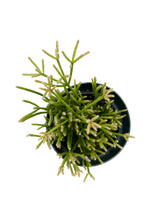 Load image into Gallery viewer, Rhipsalis teres f. prismatica 4”
