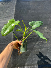 Load image into Gallery viewer, Philodendron bipennifolium A
