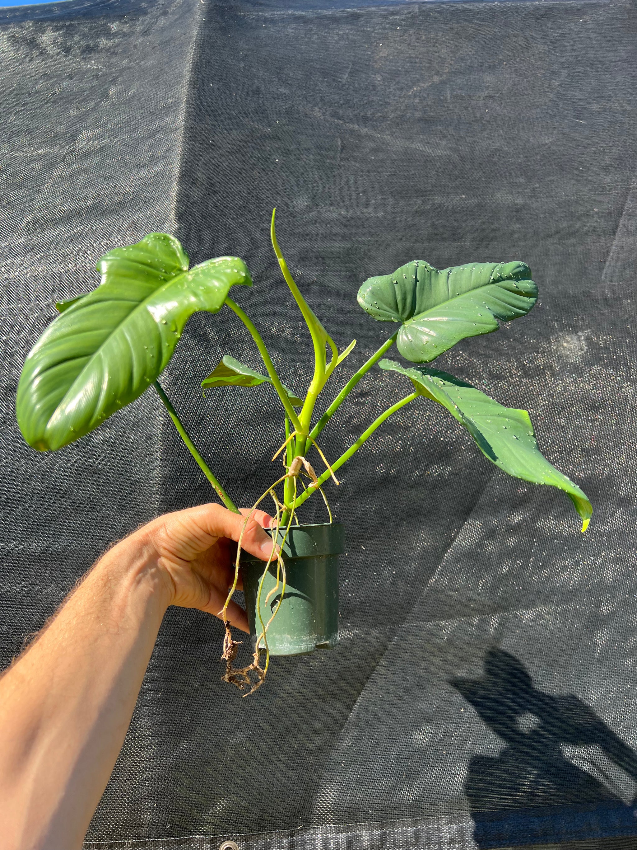 Philodendron bipennifolium A – PottedElephant