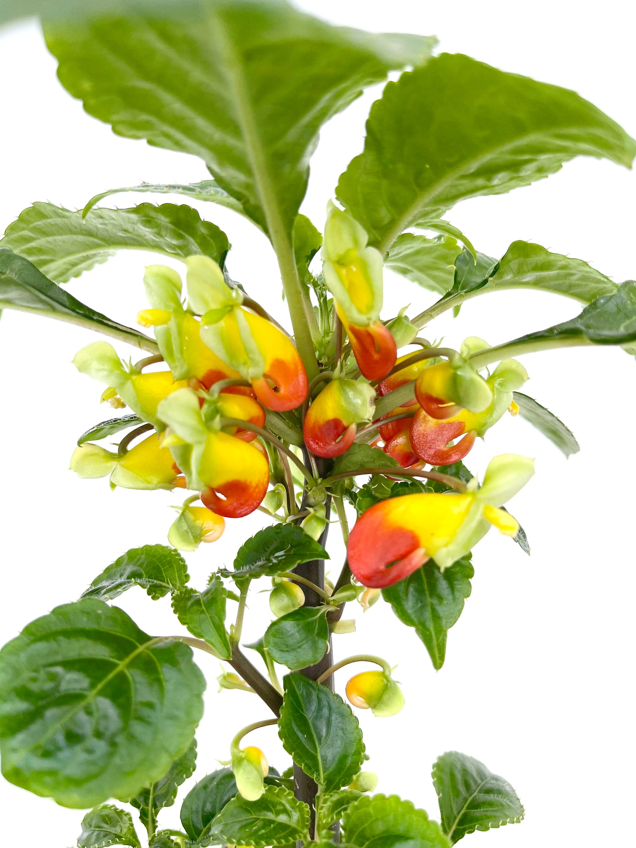 Impatiens niamniamensis – PottedElephant
