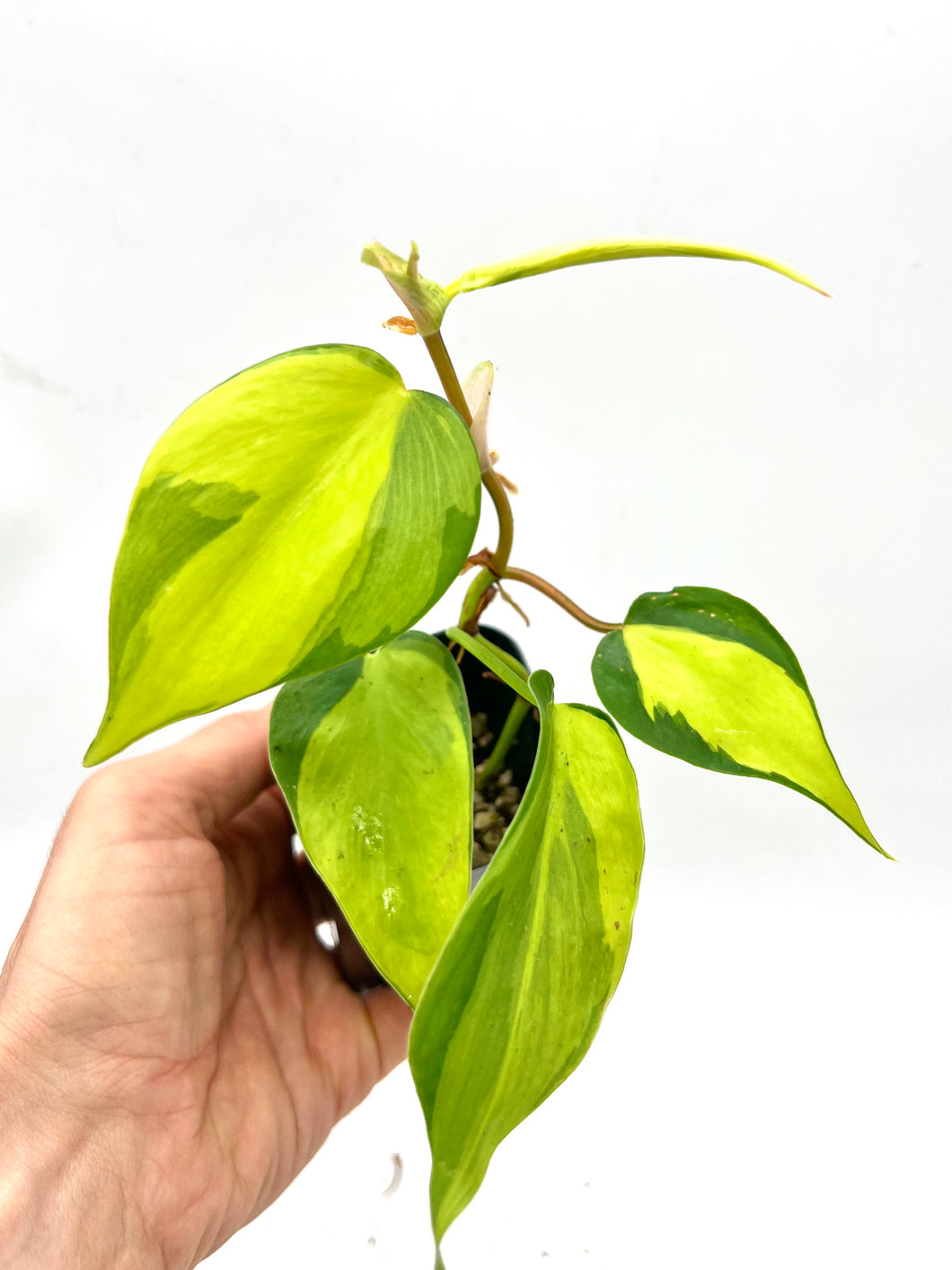 Philodendron cordatum ’Brasil’