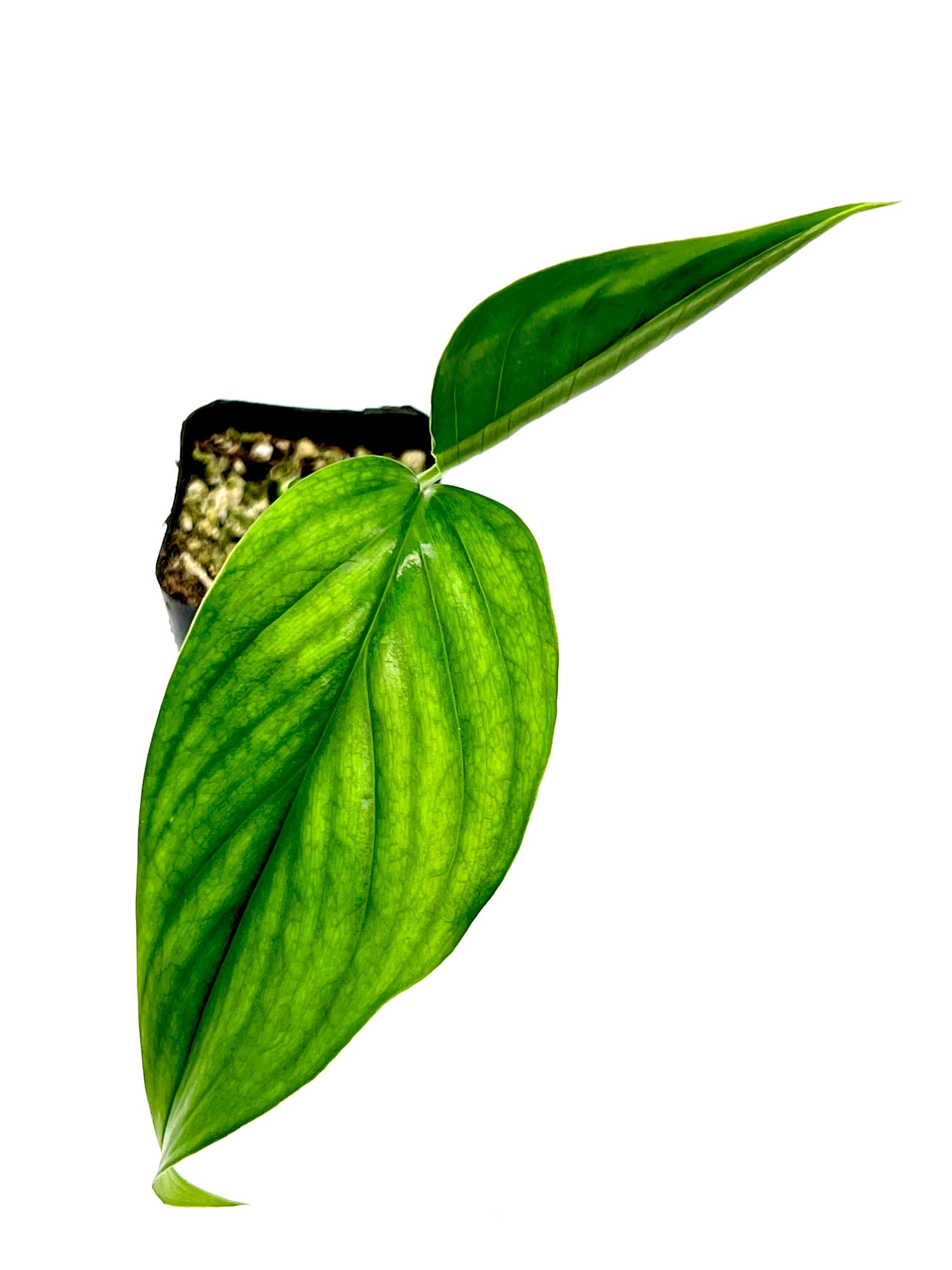 image_727908fa-798e-4466-87dd-
