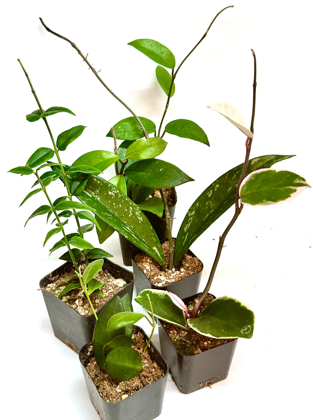 Hoya growers bundle 2 inch