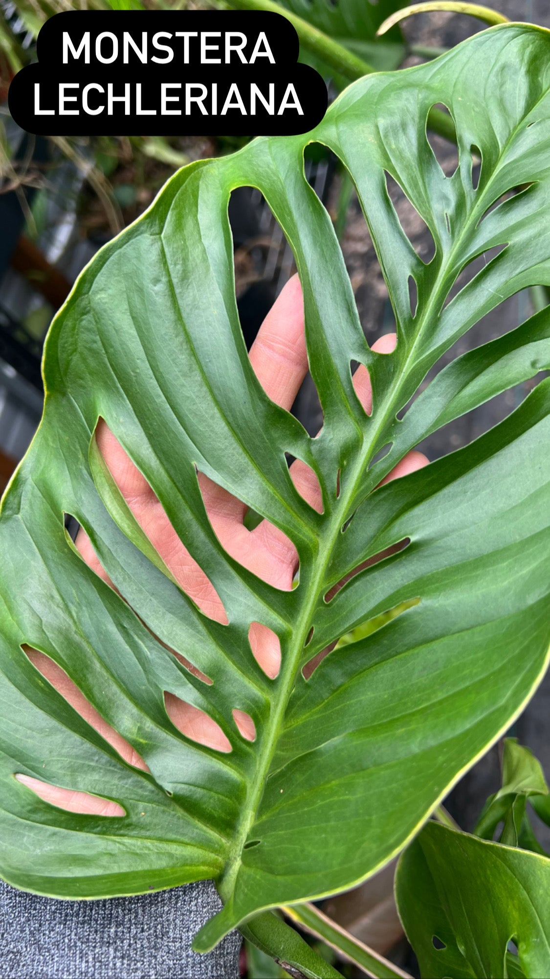 Monstera lechleriana – PottedElephant