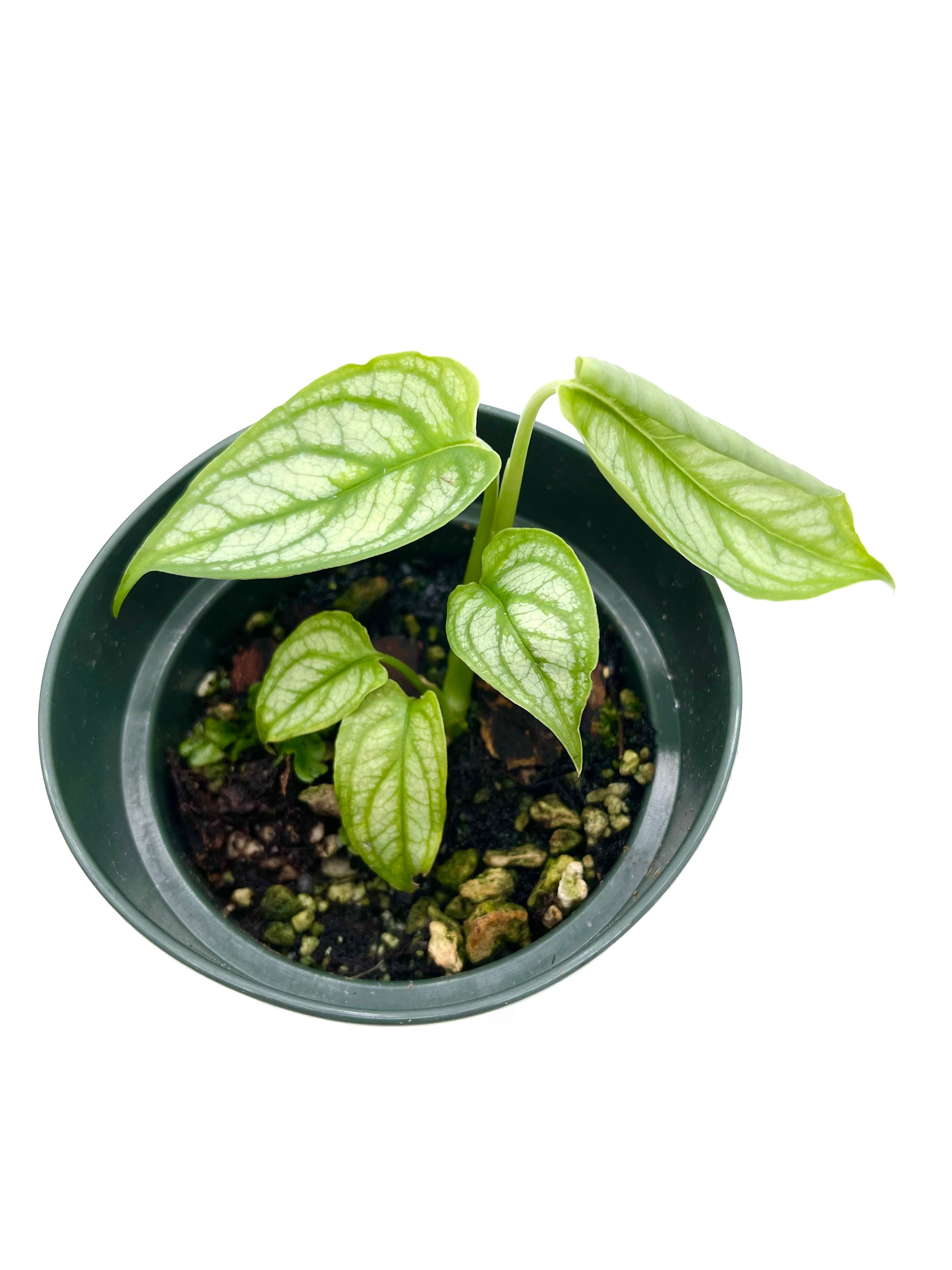 Monstera siltepecana “El Salvador” – PottedElephant