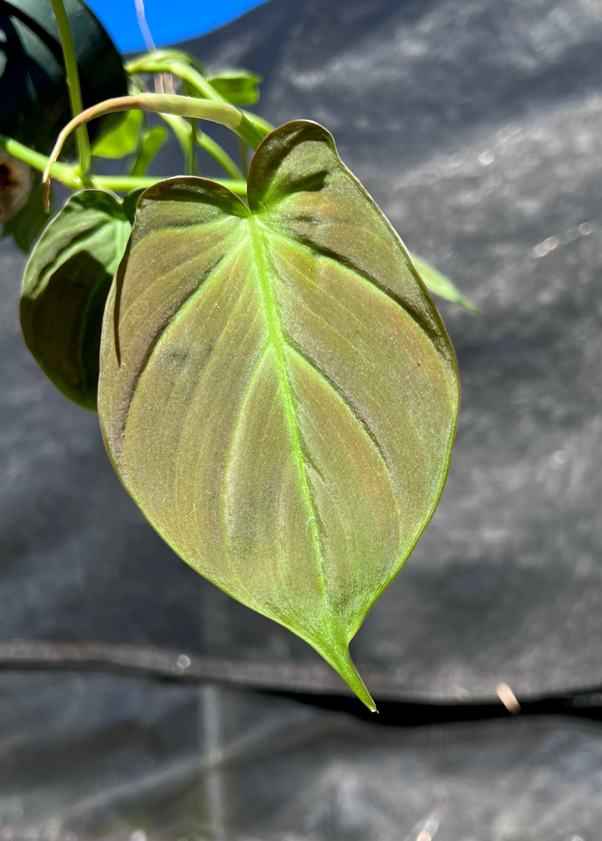 Philodendron camposportuanum 4” – PottedElephant