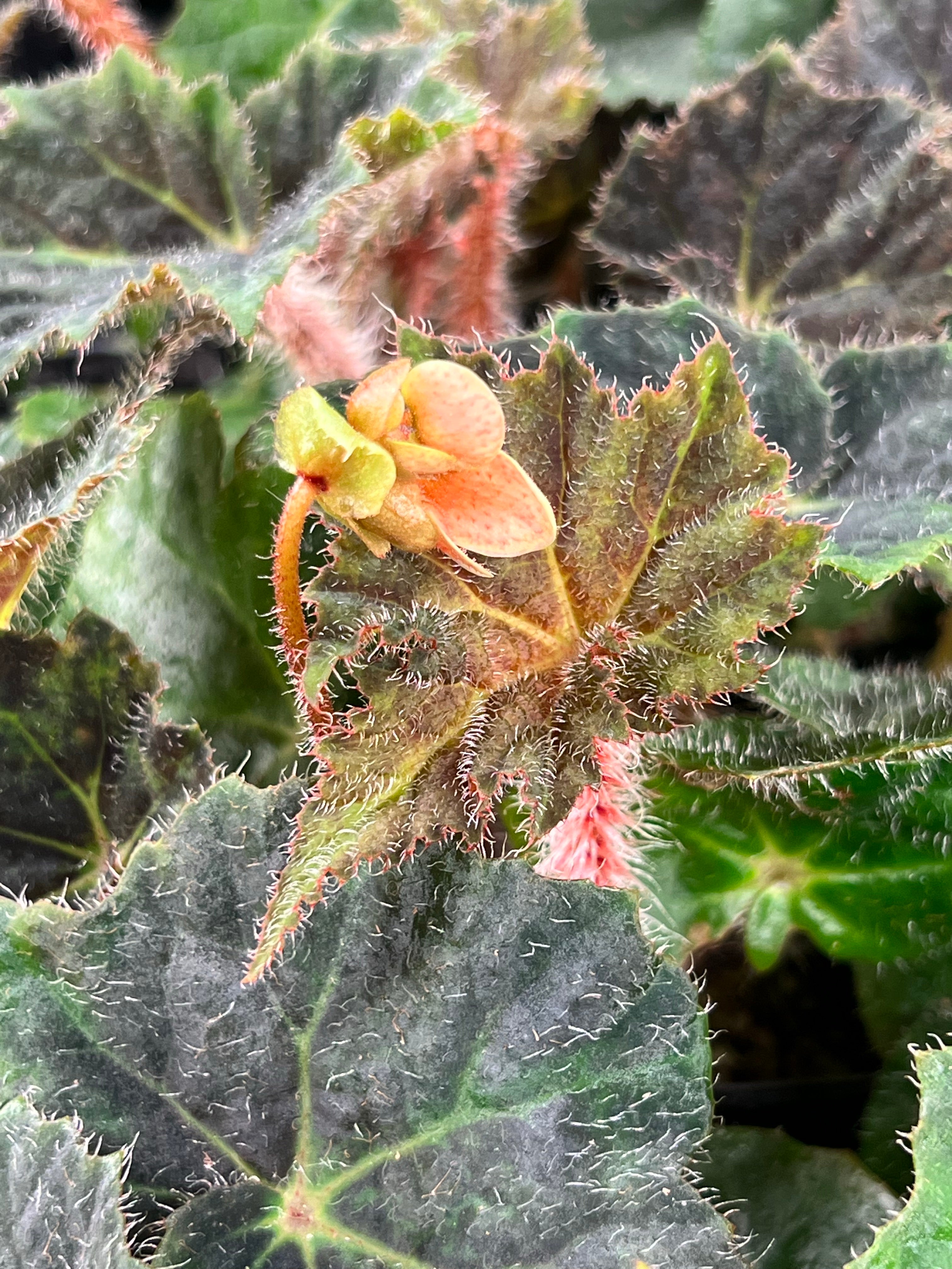 Begonia (no I.D.) – PottedElephant
