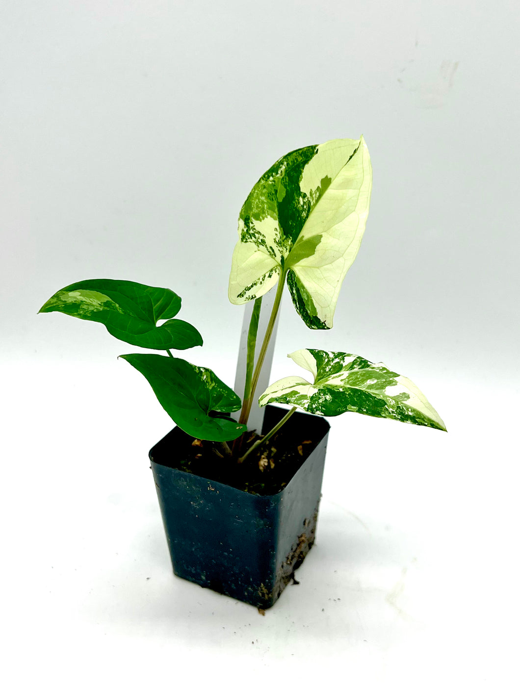 Syngonium podophyllum albo variegatum (D)