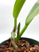 Load image into Gallery viewer, Philodendron Crassula 4”
