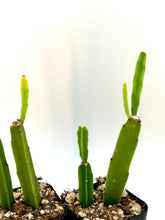 Load image into Gallery viewer, Rhipsalis cereoides
