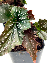 Load image into Gallery viewer, Begonia Fanny Mosier 2”
