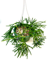 Load image into Gallery viewer, Rhipsalis baccifera - 6 inch hanging basket
