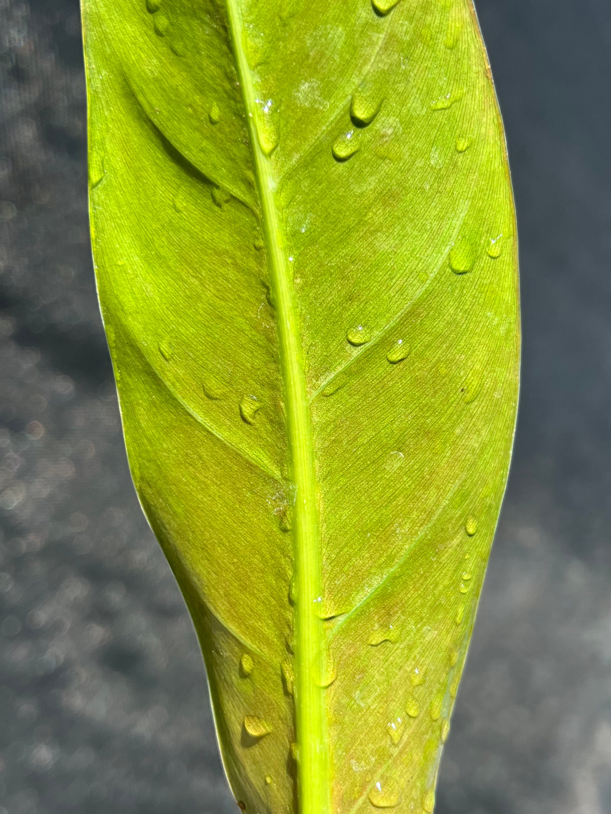 Philodendron wend imbe – PottedElephant