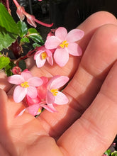 Load image into Gallery viewer, Begonia fuchsioides
