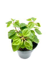 Load image into Gallery viewer, Peperomia fraseri - 4 inch
