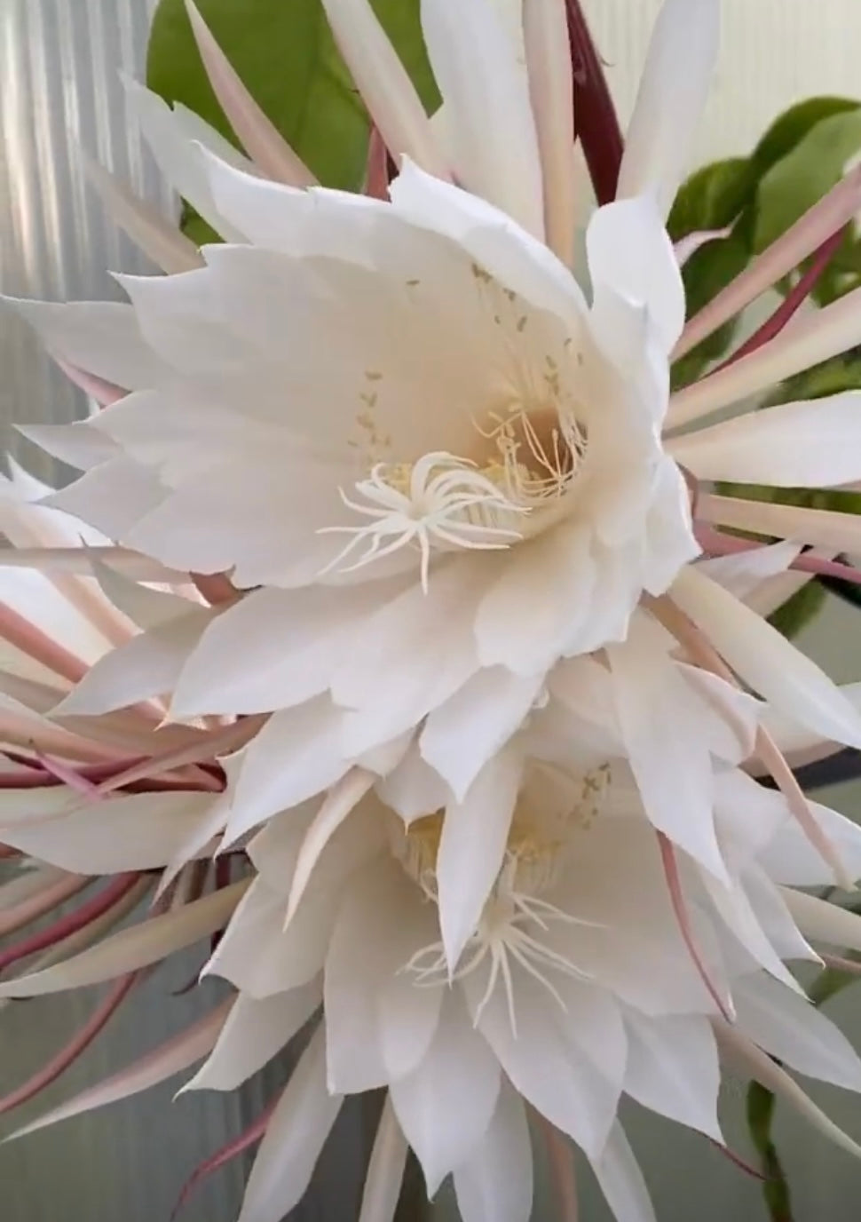 Cereus Epiphyllum Orchid Cactus (Queen Of The Night) GIANT 8" Fragrant Blooms