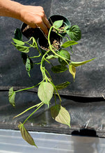 Load image into Gallery viewer, Philodendron camposportuanum  4”
