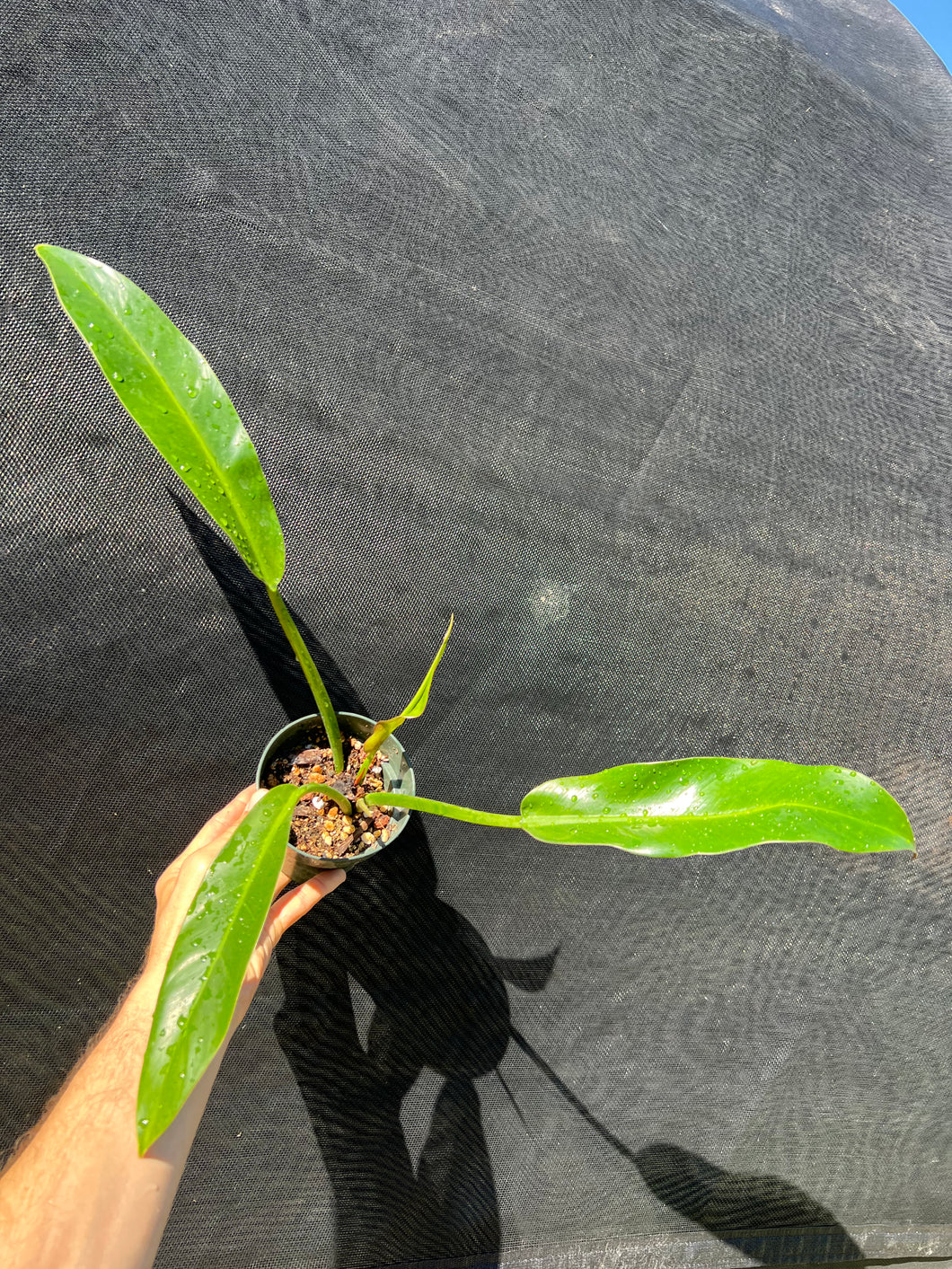 Philodendron wend imbe