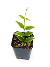 Load image into Gallery viewer, Hoya bella variegata (Albo Marginata)
