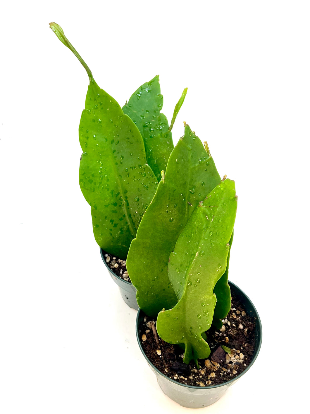 Epiphyllum oxypetalum AKA Queen of the Night - 4inch pot