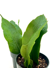 Load image into Gallery viewer, Epiphyllum oxypetalum AKA Queen of the Night - 4inch pot
