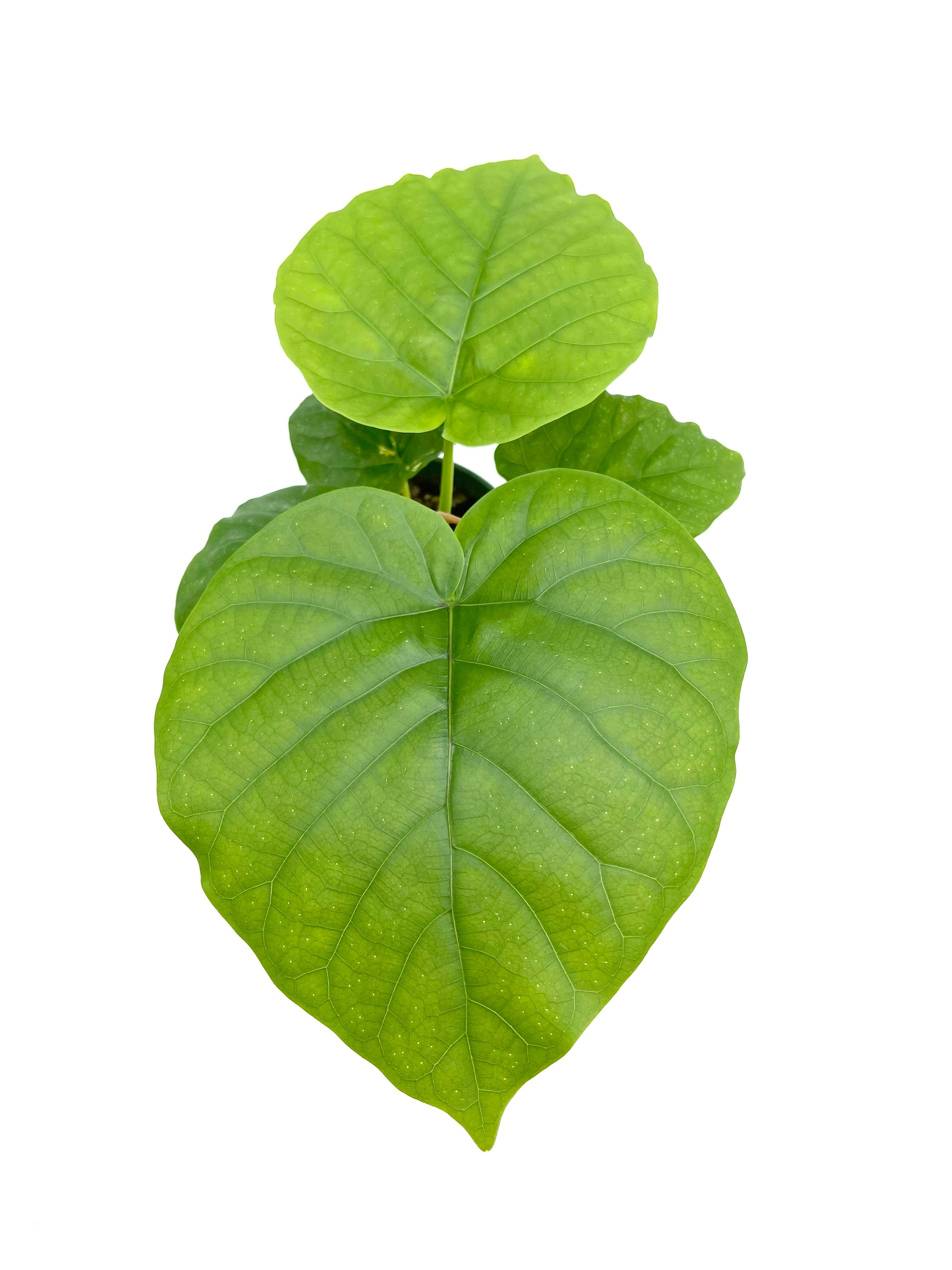 Ficus umbellata – PottedElephant